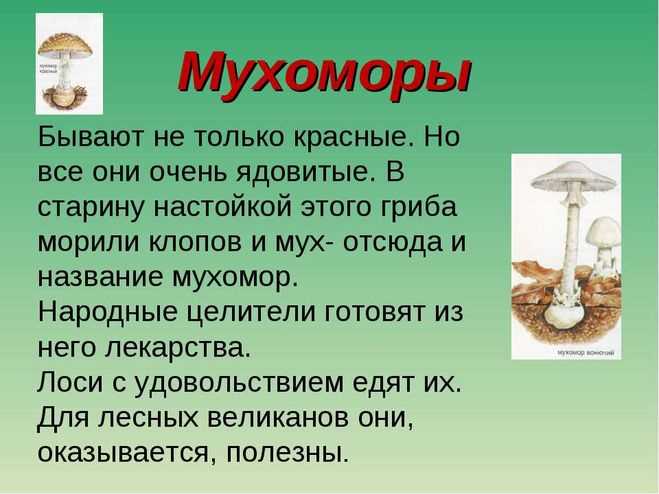 Мухомор в народной мифологии и фольклоре