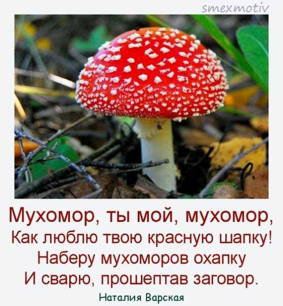 Мухомор символ