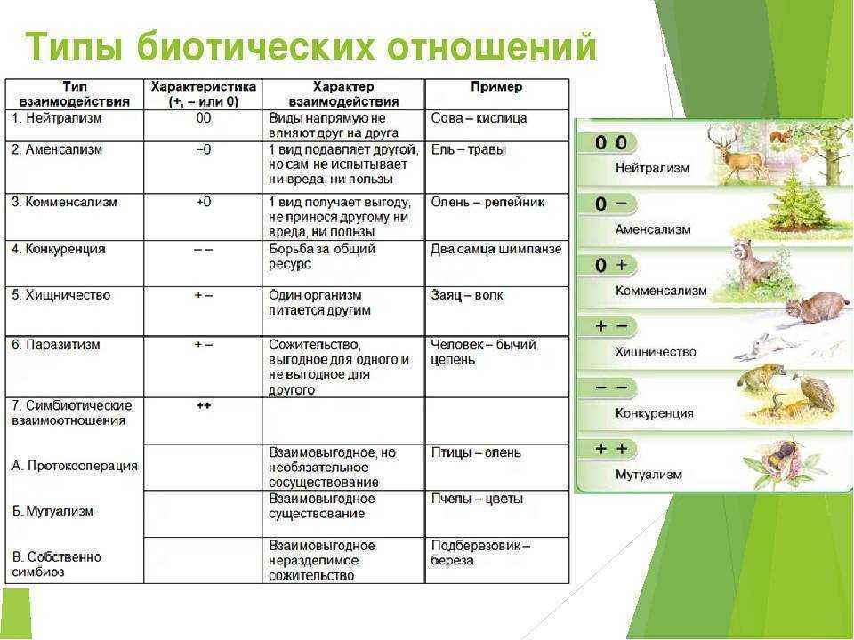 Профилактические меры для предотвращения паразитов