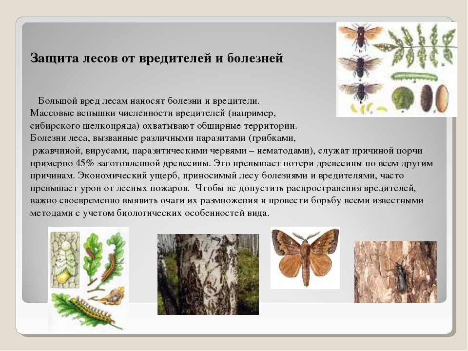 Эффективные методы борьбы с паразитами