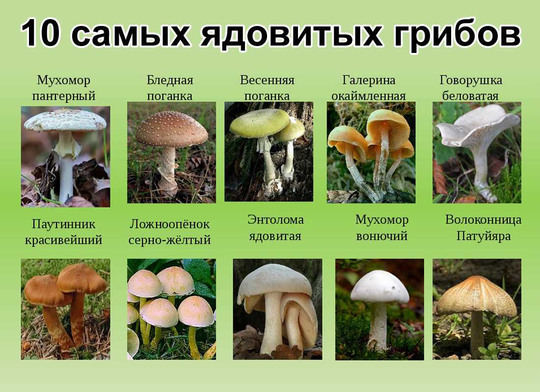 Как определить мухоморы?