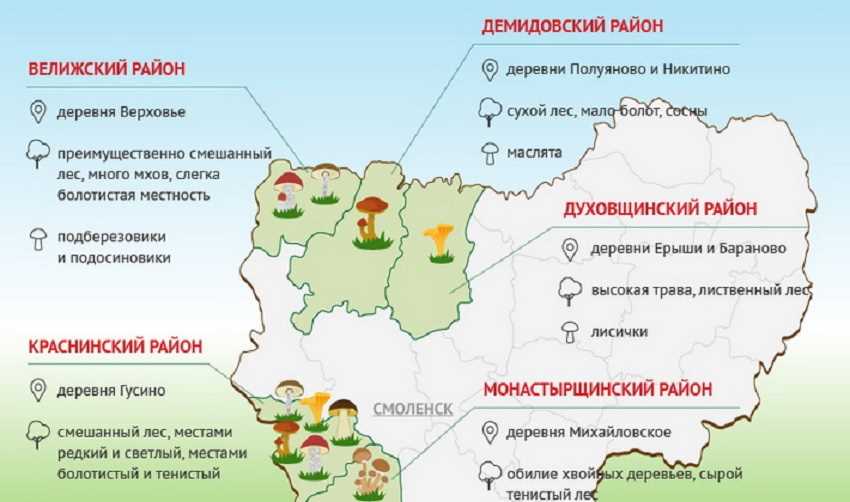 Места обитания мухоморов в Краснодарском крае