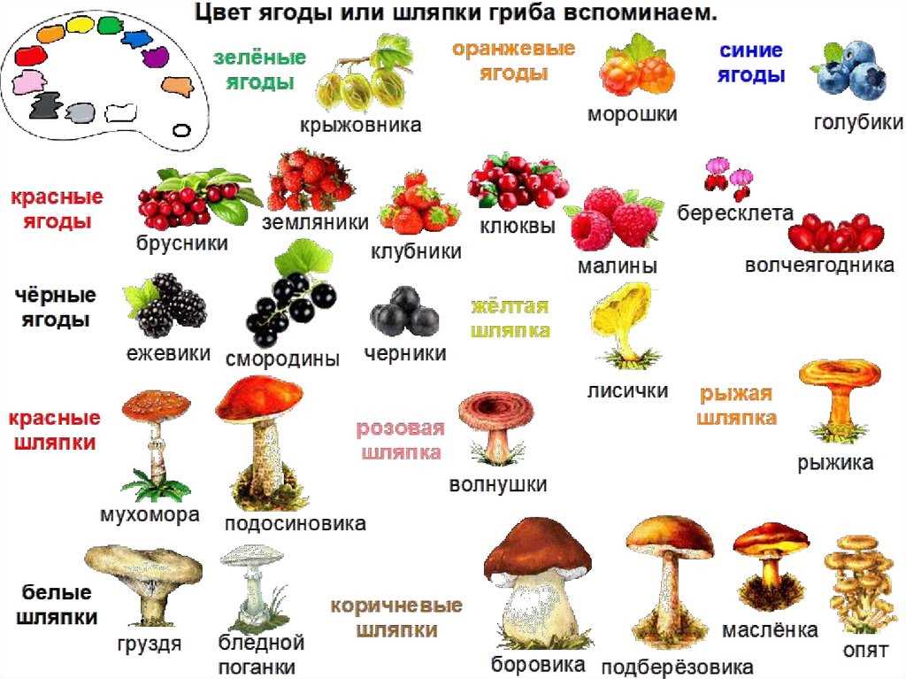 Мухоморы в Краснодарском крае: где искать и как определить?