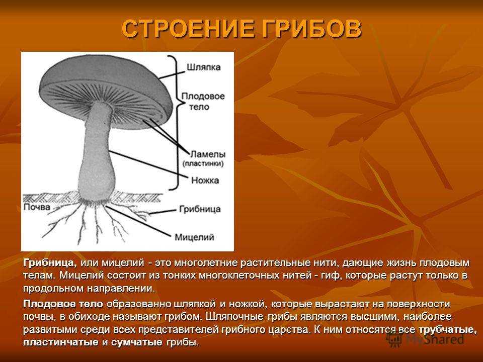 Отзывы о совместном использовании ежовика и мухомора