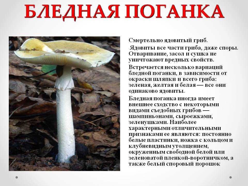 1. Обыкновенный мухомор (Amanita muscaria)