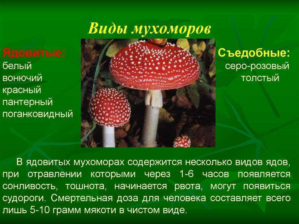 2. Пантерный мухомор (Amanita pantherina)