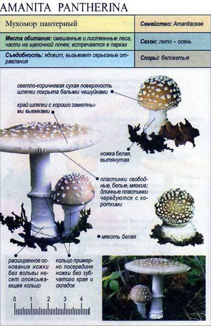 Пантерный мухомор: новое представление в подмосковных лесах 2023