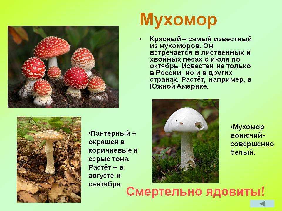 История исследований мухоморов в подмосковье