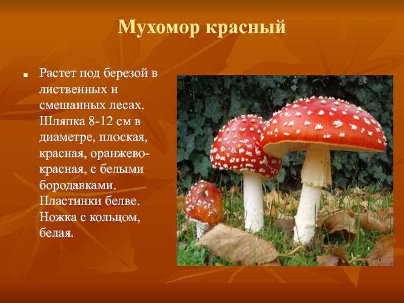 Поляна мухоморов расположение и особенности