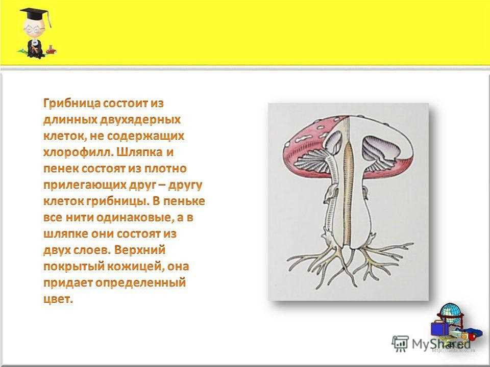 Мухомор в кулинарии