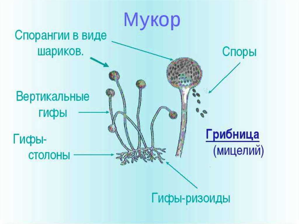 Мухомор и его лечебные свойства