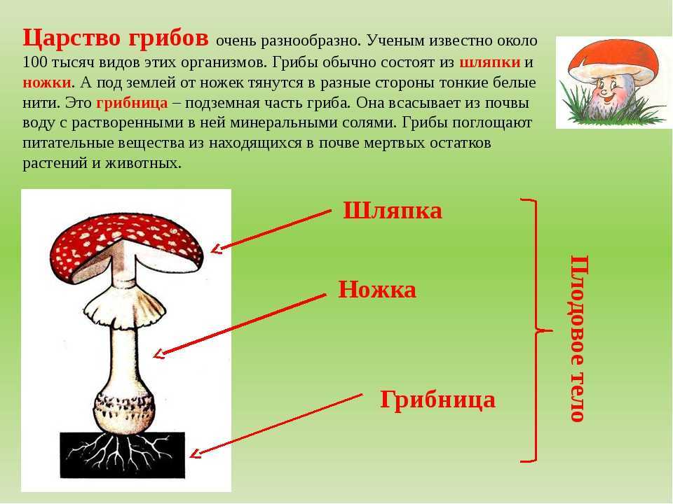 Референс гриба мухомора полезная информация и основные особенности