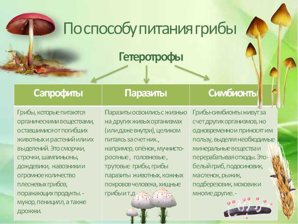 Использование в медицине и ритуалах