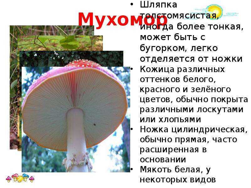 Шляпа гриба мухомора