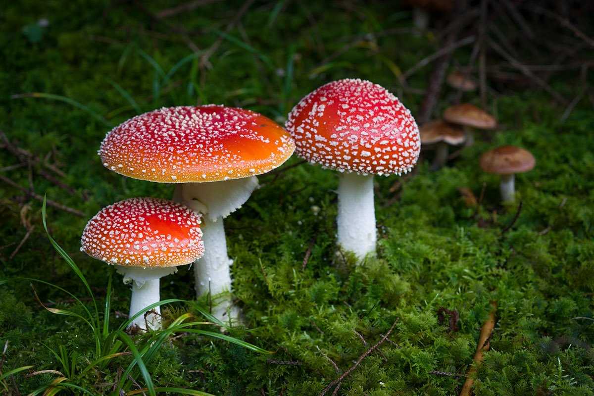 4. Синий мухомор калифорнийский (Amanita californica)