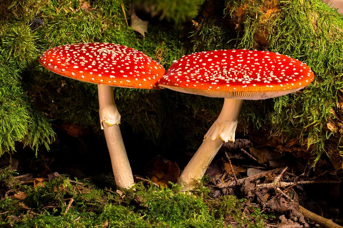 1. Синий мухомор обыкновенный (Amanita muscaria)