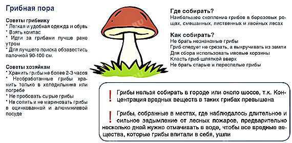 Сколько грамм в шляпке мухомора важная информация для грибников