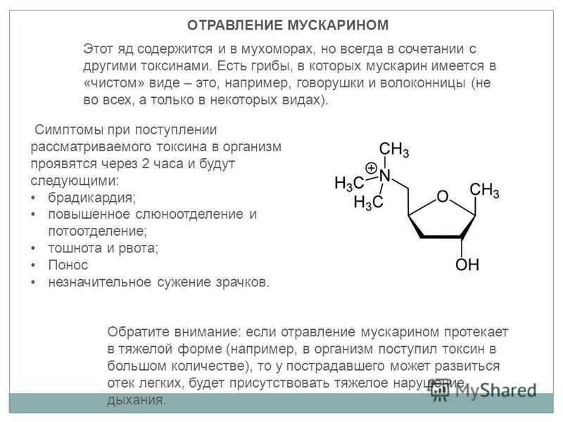 Статистика сколько человек пострадало от отравления мухоморами