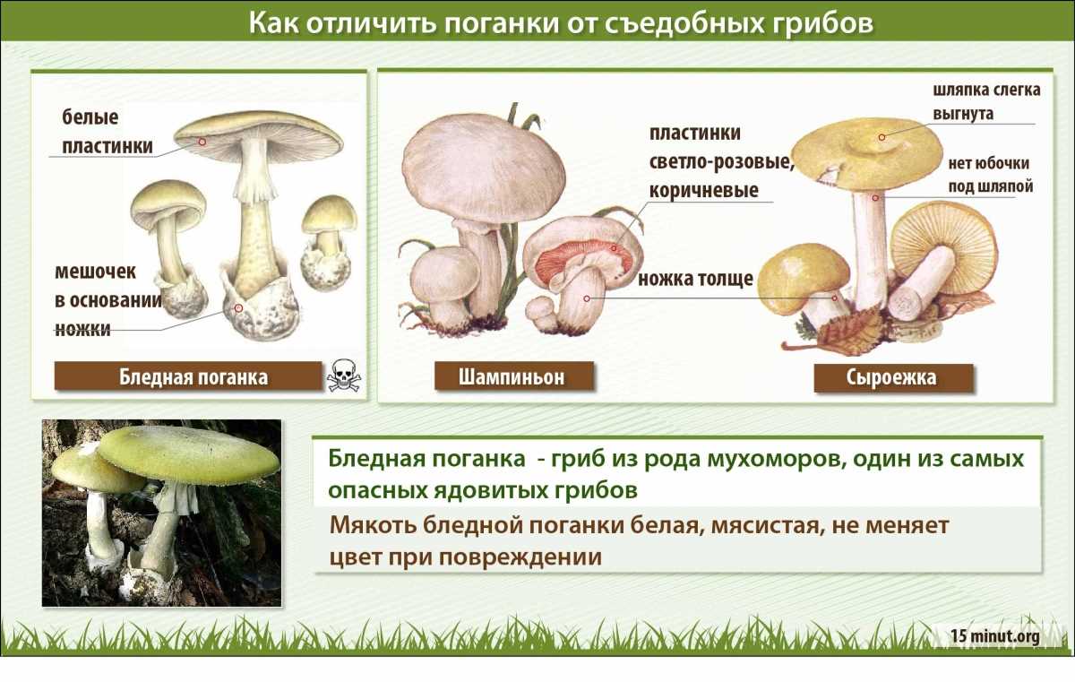 Сходство и различия мухоморов с другими ядовитыми грибами