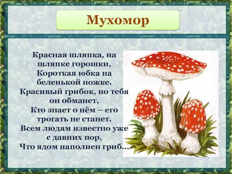 Цена мухомора красного за 1 кг — узнайте стоимость этого гриба онлайн