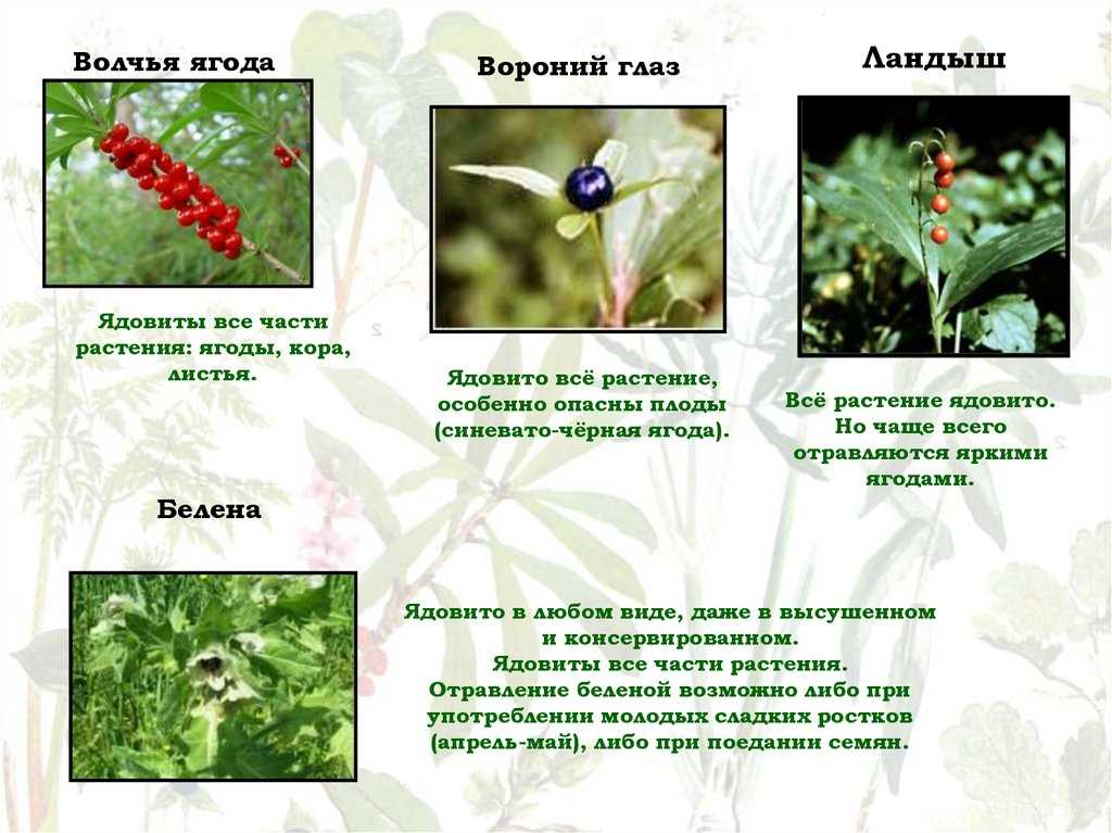 4. Свойства мухоморов