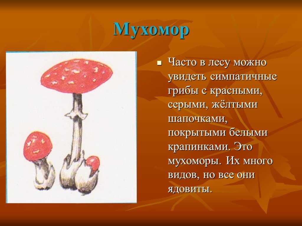 3 мухомора познакомьтесь с этими интересными грибами