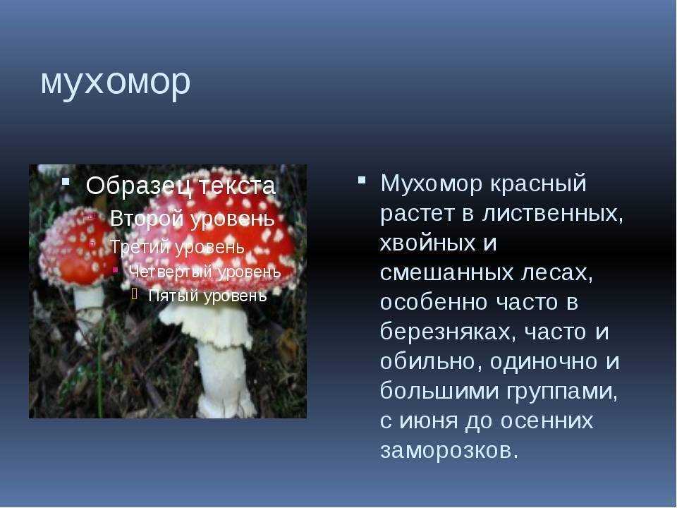 Гриб мухомор 2 класс. Рассказ о грибе мухомор 3 класс. Про грибы мухомор доклад 2. Мухомор ядовитый гриб 3 класс. Ядовитый гриб красный мухомор 2 класс.