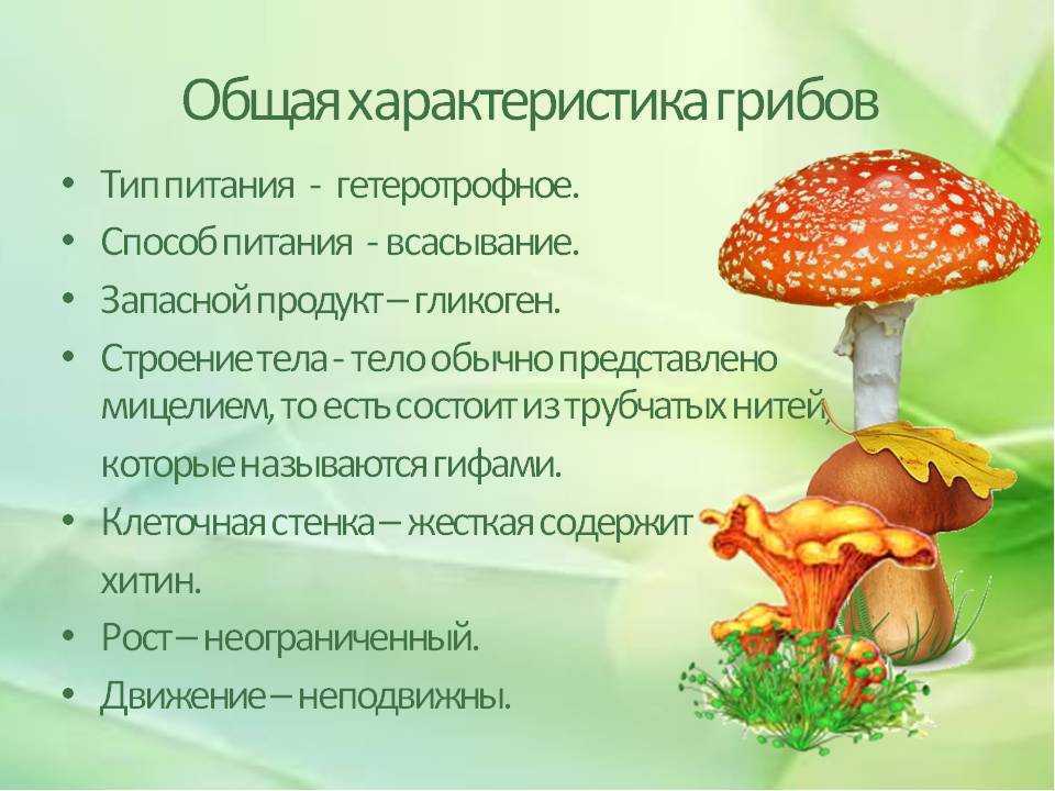 Класс биология грибы. Проект Шляпочные грибы 5 класс. Общая характеристика шляпочных грибов. Общая характеристика шляпочных грибов 5 класс. Общая характеристика грибов питание размножение общее строение.