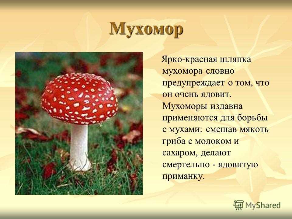 Магазины грибов мухоморов в Костроме
