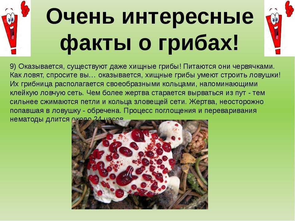 Пушистые мухоморы: полезная информация о них и советы от миколога Вишневского