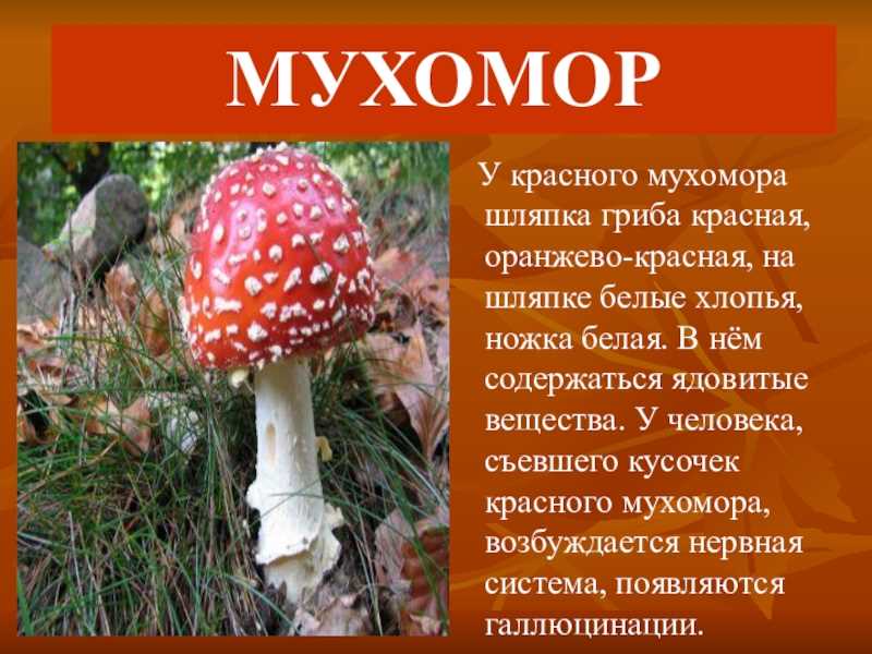 Красное сообщение 2. Гриб мухомор описание для 3 класса. Ядовитые грибы мухомор красный рассказ. Ядовитый гриб красный мухомор 2 класс. Доклад про гриб красный мухомор.