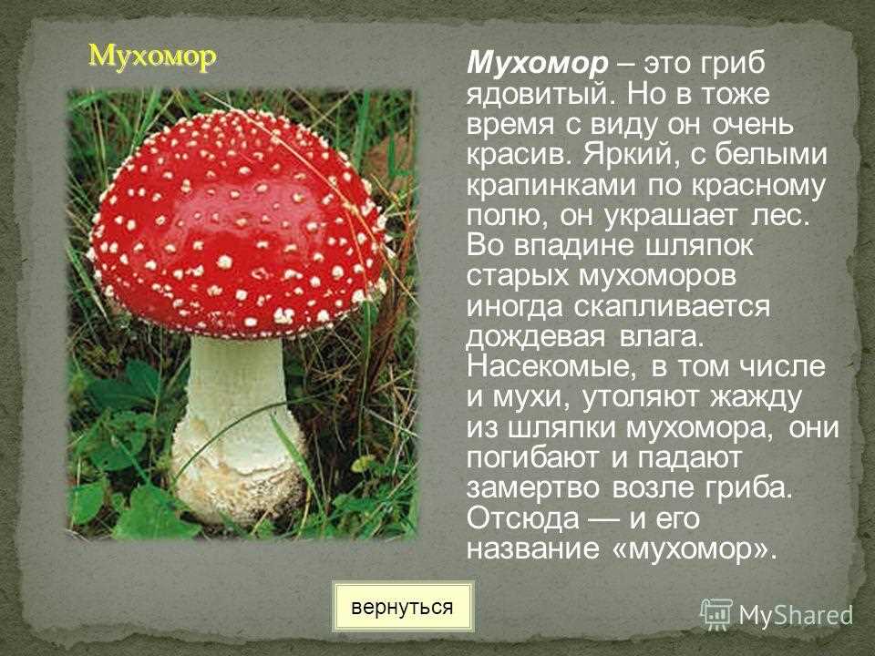 Информация про грибы. Ядовитый гриб красный мухомор 2 класс. Мухомор ядовитый гриб 2 класс окружающий мир. Несъедобные грибы мухомор. Несъедобные грибы мухомор описание.