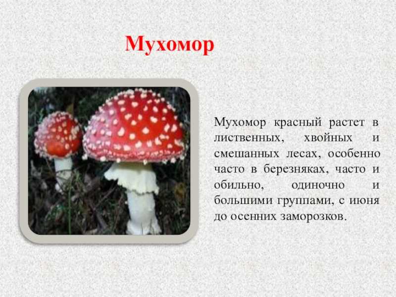 Краткое описание мухомора. Мухомор ядовитый гриб 2 класс. Ядовитые грибы мухомор красный рассказ. Информация о мухоморе кратко. Ядовитый гриб красный мухомор 2 класс.