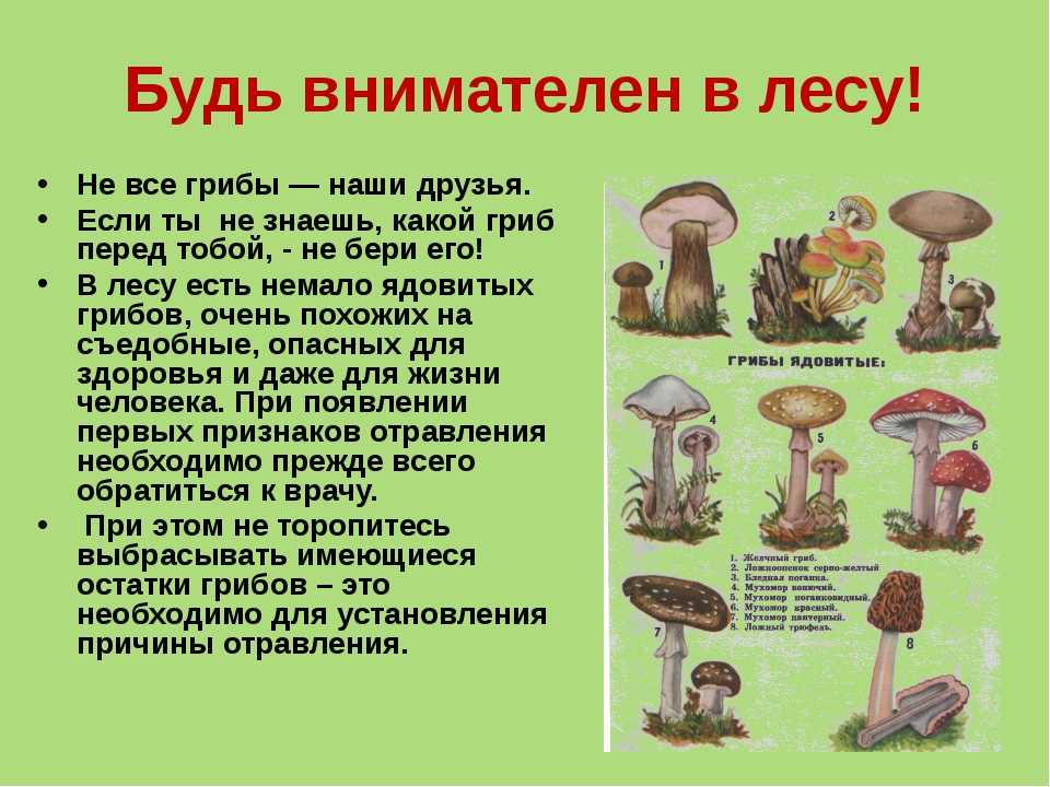 Мухомор психоделик или нет Все что нужно знать о свойствах гриба