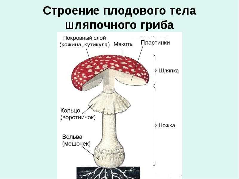 Мухомор шляпка снизу особенности строения и биологические свойства