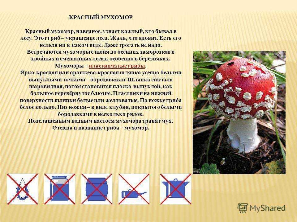 1. Мухомор красный (Amanita muscaria)