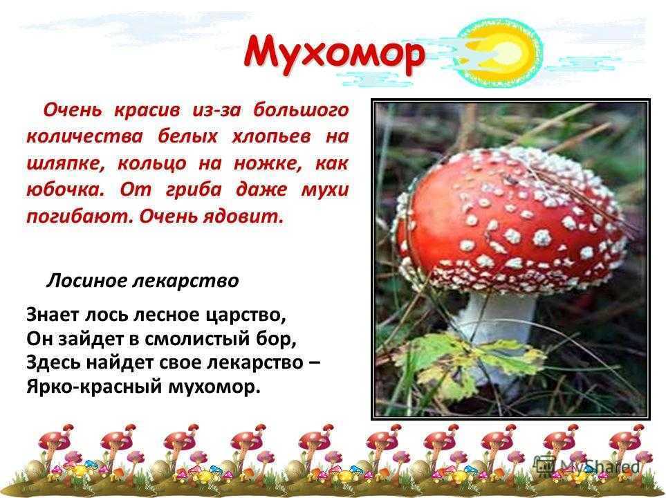 Мухоморы в Крыму где растут и как их найти
