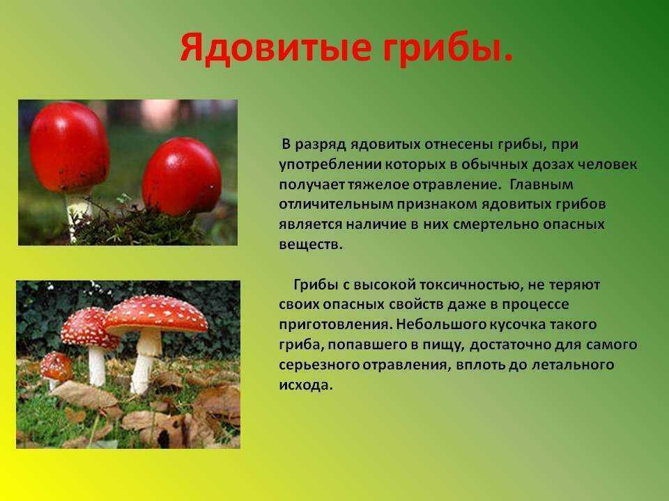 Подготовь сообщение о любых ядовитых растениях грибах