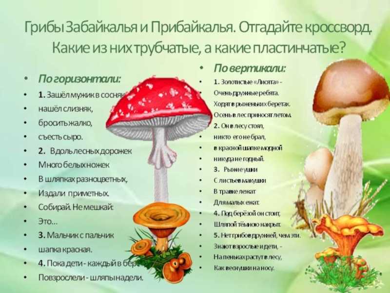 Составить кроссворд грибы